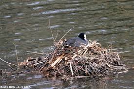 Attēlu rezultāti vaicājumam “Fulica atra eggs”