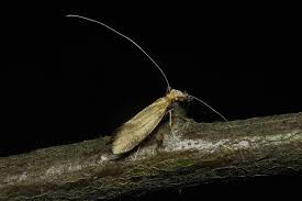 Attēlu rezultāti vaicājumam “Nematopogon sp.”