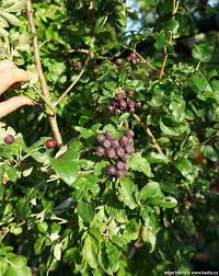 Attēlu rezultāti vaicājumam “x Sorbaronia fallax”