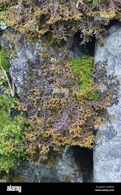 Attēlu rezultāti vaicājumam “Ptilidium pulcherrimum sporophyte”