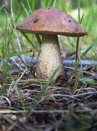 Attēlu rezultāti vaicājumam “Leccinum vulpinum”