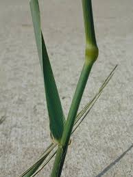 Attēlu rezultāti vaicājumam “Festuca pratensis”