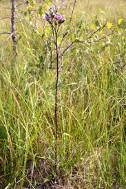 Attēlu rezultāti vaicājumam “Saussurea esthonica flower”