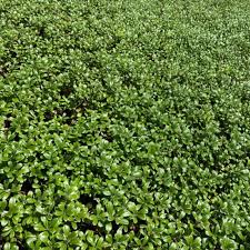 Attēlu rezultāti vaicājumam “Arctostaphylos uva-ursi”