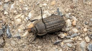 Attēlu rezultāti vaicājumam “Opatrum sabulosum”