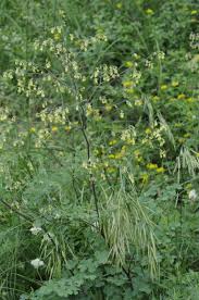 Attēlu rezultāti vaicājumam “Thalictrum minus”