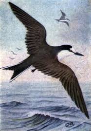 Image result for Sterna acuflavida