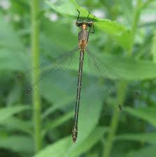 Attēlu rezultāti vaicājumam “Lestes dryas female”