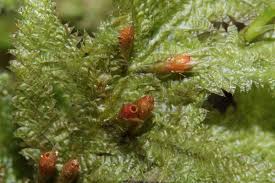 Attēlu rezultāti vaicājumam “Neckera pennata”