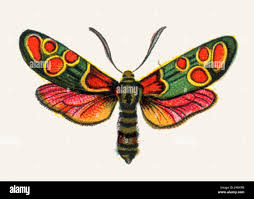 Attēlu rezultāti vaicājumam “Zygaenidae”