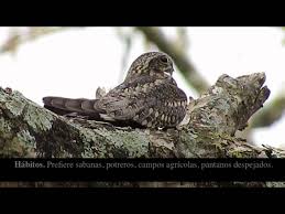 Image result for Chordeiles minor