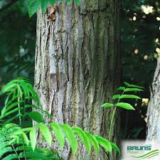 Attēlu rezultāti vaicājumam “Pterocarya fraxinifolia flower”