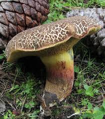 Attēlu rezultāti vaicājumam “Xerocomus chrysenteron”