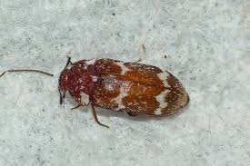 Attēlu rezultāti vaicājumam “Megatoma undata”