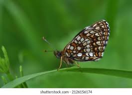 Attēlu rezultāti vaicājumam “Melitaea diamina upperside”