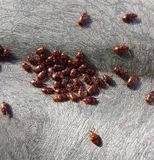 Attēlu rezultāti vaicājumam “Pyrrhocoris apterus nymph”