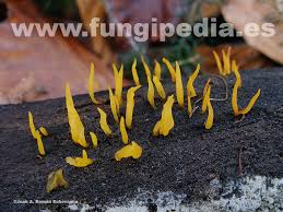 Attēlu rezultāti vaicājumam “Calocera cornea”