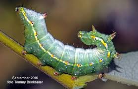 Attēlu rezultāti vaicājumam “Ptilodon capucina”