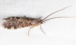 Attēlu rezultāti vaicājumam “Phryganeidae”