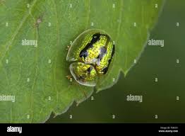 Attēlu rezultāti vaicājumam “Cassida”