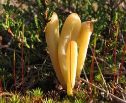 Attēlu rezultāti vaicājumam “Clavulinopsis cinerioides”