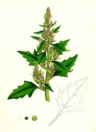 Attēlu rezultāti vaicājumam “Chenopodium rubrum”