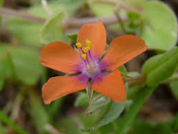Image result for Anagallis arvensis