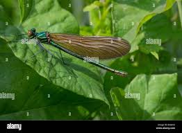Attēlu rezultāti vaicājumam “Calopteryx virgo female”