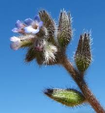Attēlu rezultāti vaicājumam “Myosotis stricta”