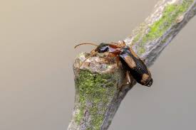 Attēlu rezultāti vaicājumam “Dromius quadrimaculatus”