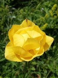 Attēlu rezultāti vaicājumam “Trollius europaeus fruit”