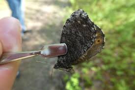 Attēlu rezultāti vaicājumam “Oeneis jutta underside”