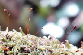 Attēlu rezultāti vaicājumam “Hypnum jutlandicum”