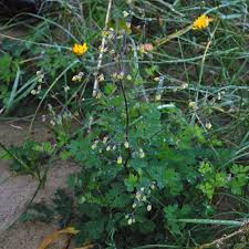 Attēlu rezultāti vaicājumam “Thalictrum minus leaf”