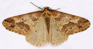 Attēlu rezultāti vaicājumam “Erannis defoliaria larva”