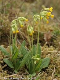 Attēlu rezultāti vaicājumam “Primula veris fruit”