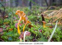 Attēlu rezultāti vaicājumam “Cantharellus lutescens”