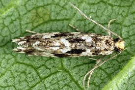 Attēlu rezultāti vaicājumam “Nemapogon cloacella”