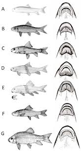 Image result for Moxostoma hubbsi