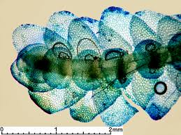 Attēlu rezultāti vaicājumam “Calypogeia neesiana”