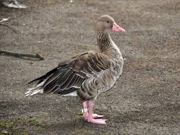 Attēlu rezultāti vaicājumam “Anser anser”