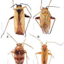 Attēlu rezultāti vaicājumam “Phytocoris varipes”