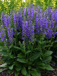 Attēlu rezultāti vaicājumam “Salvia pratensis”
