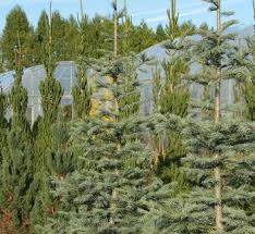 Attēlu rezultāti vaicājumam “Abies veitchii”