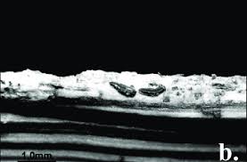 Attēlu rezultāti vaicājumam “Opegrapha atra”