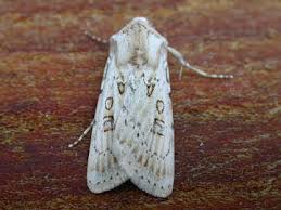 Attēlu rezultāti vaicājumam “Agrotis ripae larva”