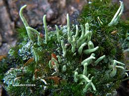 Attēlu rezultāti vaicājumam “Cladonia coniocraea”