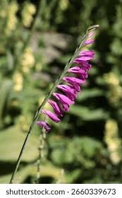 Attēlu rezultāti vaicājumam “Gladiolus imbricatus flower”