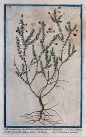 Attēlu rezultāti vaicājumam “Cistaceae”