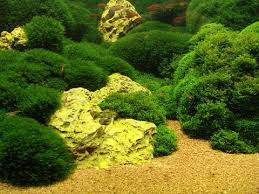 Attēlu rezultāti vaicājumam “Pellia”